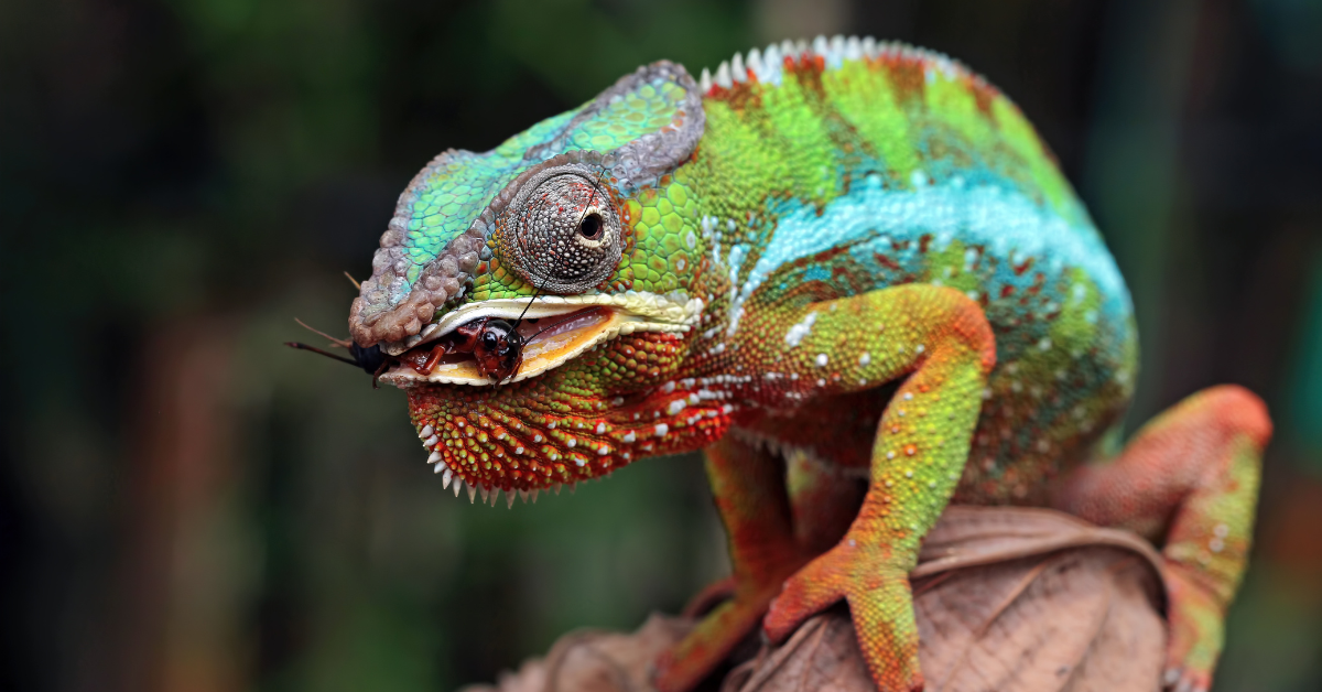 Chameleónovité